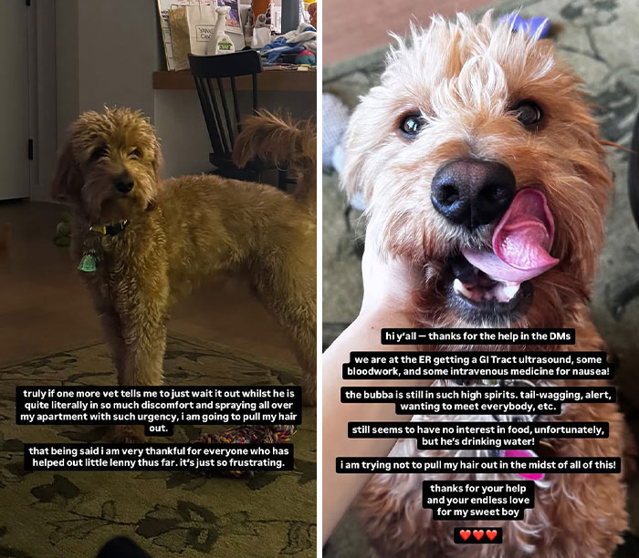 Rachel Zegler's sick dog in distress at home and hospital, seeking fan support. Rachel Zegler's sick dog in distress at home and hospital, seeking fan support.