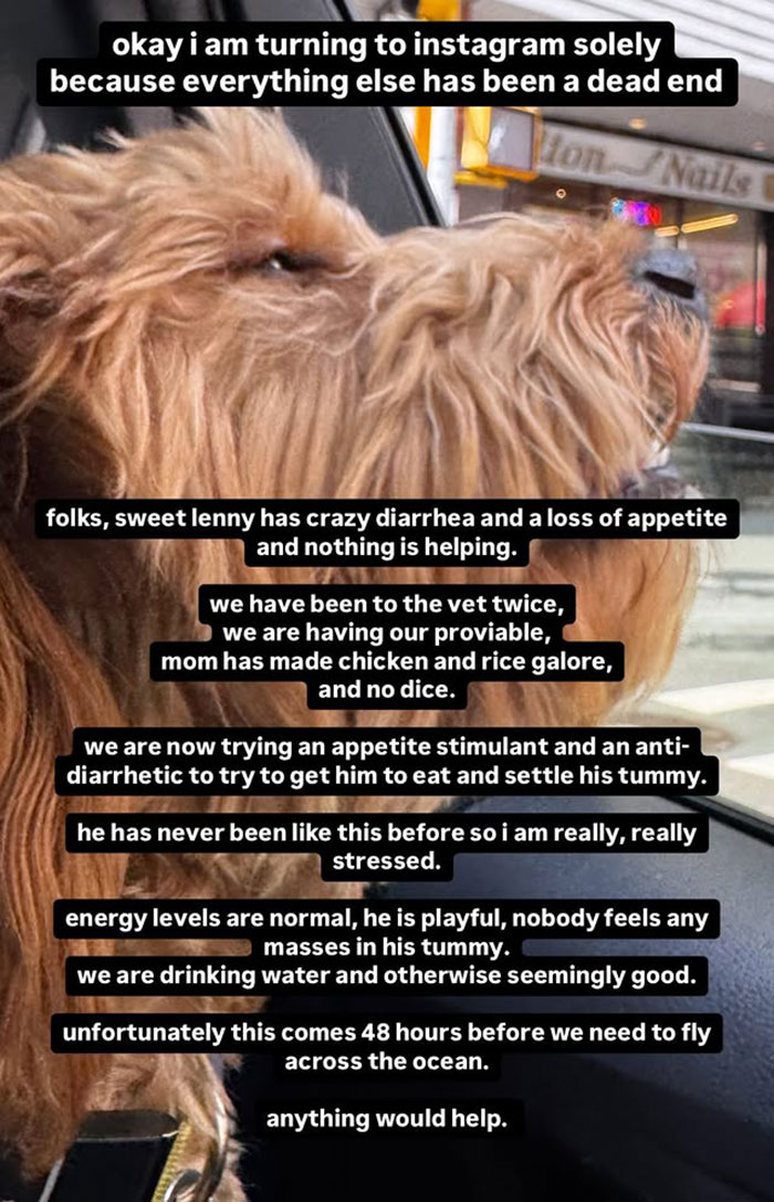 Dog with health issues looking out car window; urgent help sought. Dog with health issues looking out car window; urgent help sought.