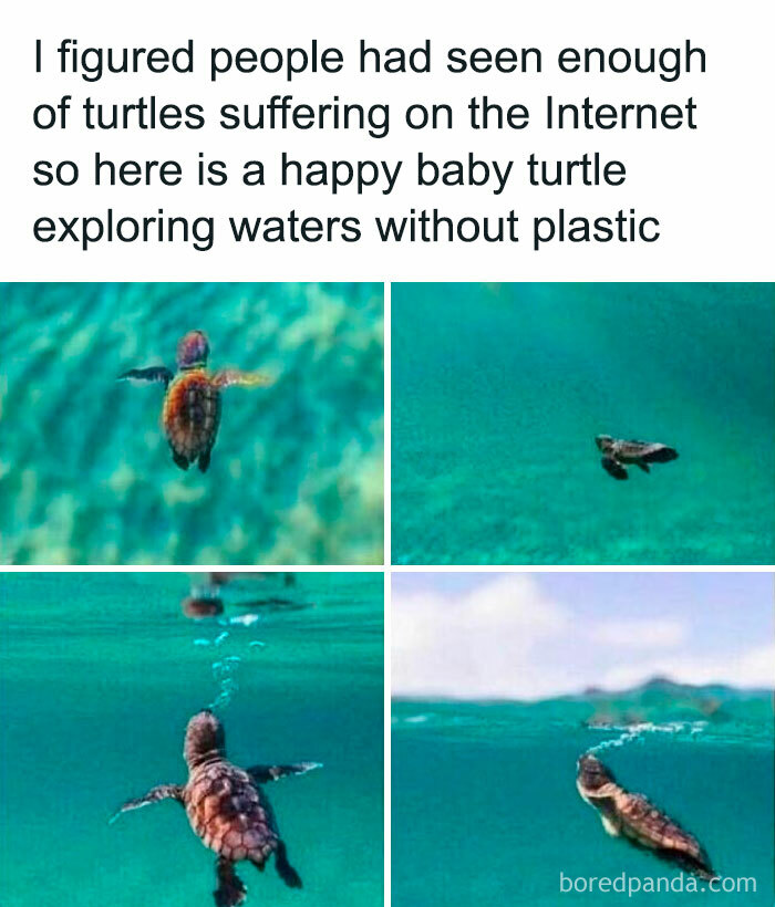 Baby turtle swimming in clear waters, featuring a wholesome and relatable meme message.