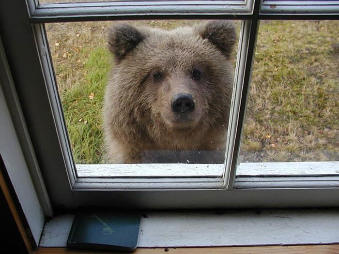 Brown bear peering through a window outside a house, capturing a rare moment for a girl with leukemia watching for bears.