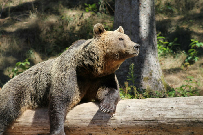 Brown bear resting on fallen log in forest, illustrating girl with leukemia watching for bears every night.