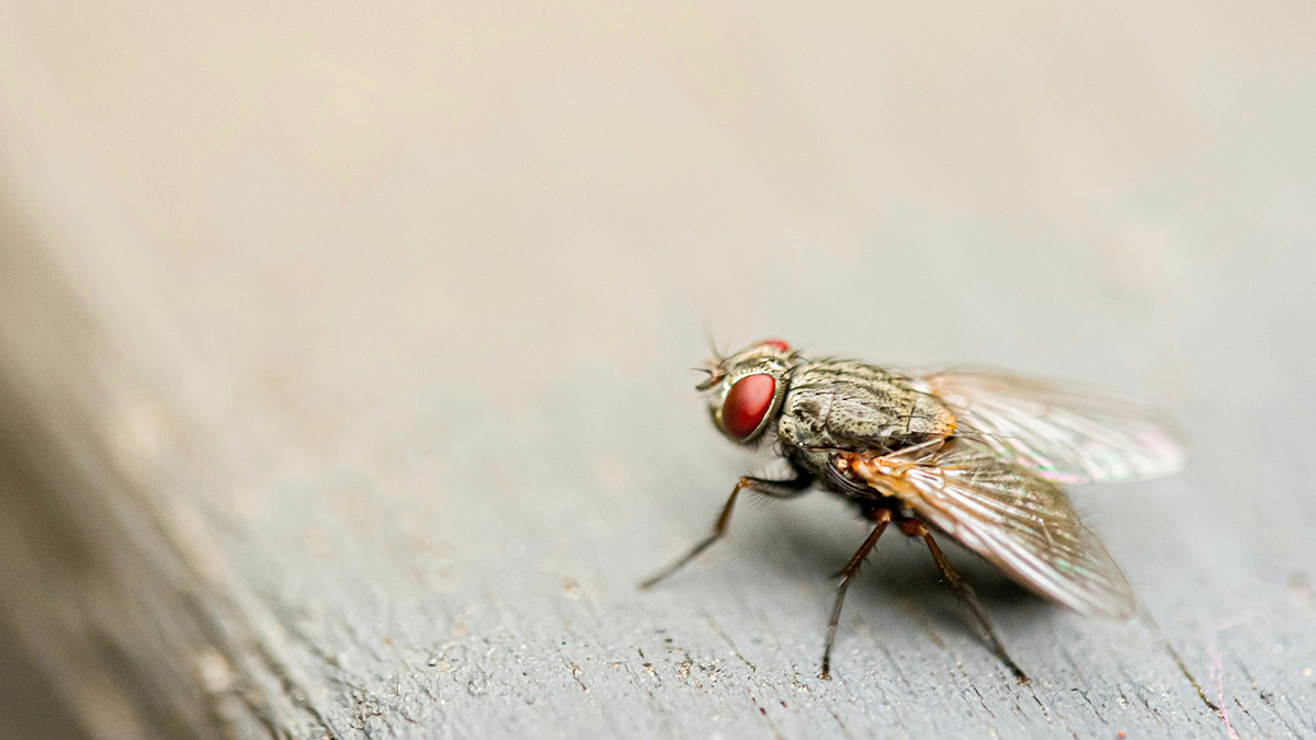 Close-up of a fly on a surface representing funny and random shower thoughts shared on an IG page.