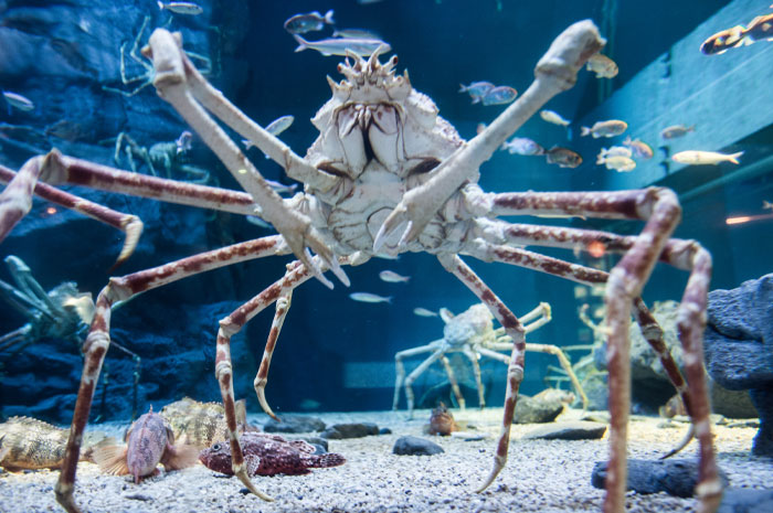 Japanese spider crab, one of the strangest animals, in an aquarium and being held by a person in a water tank.