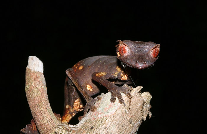 A strange animal camouflaged as a leaf in a natural setting.