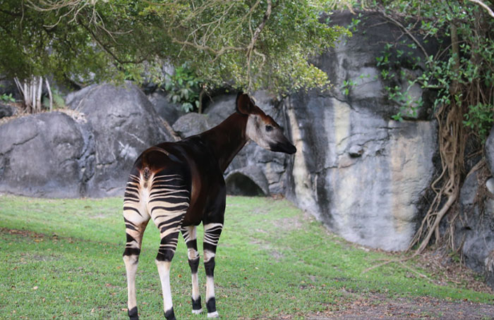 Strangest animal on earth, Okapi, with zebra-like stripes and a giraffe-like head in a grassy habitat.