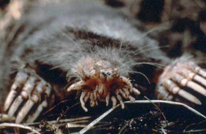 Strangest animal: Star-nosed mole with pink, fleshy tentacles on its face, crawling on mossy ground.