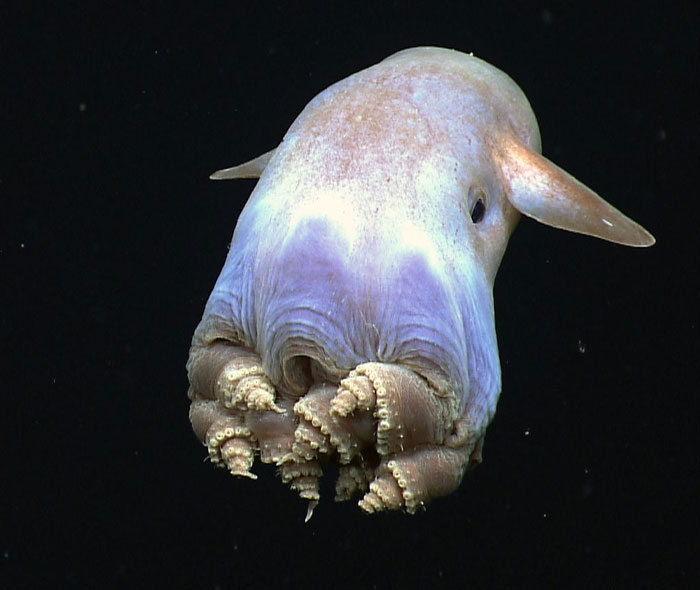 Strange animal with a gelatinous body and small fins, resembling a Dumbo octopus, against a black background.