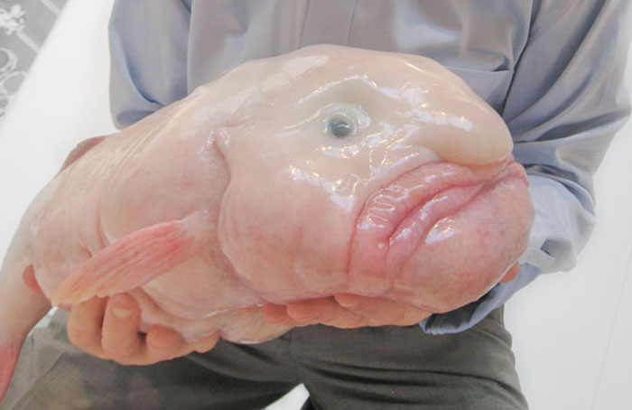 Blobfish resting on a surface and being held, showcasing its strange appearance among the animals on earth.