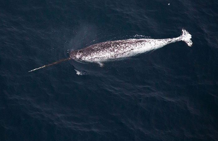 Narwhals swimming in icy waters, displaying their long, spiral tusks in a polar landscape.