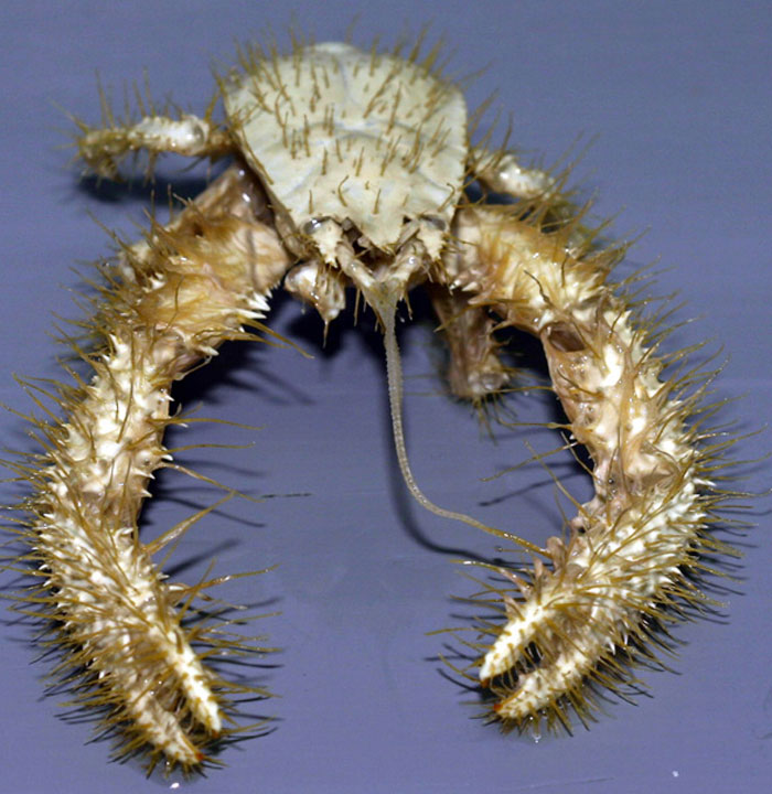 Strangest animal: a Yeti crab with furry claws on a black background.