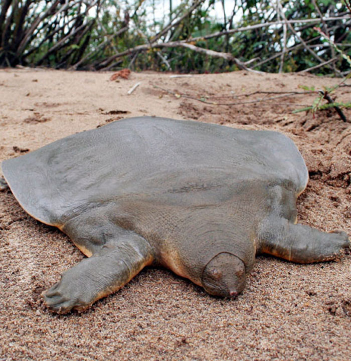 Strangest animal on earth with a flat, soft shell lying on sandy ground.