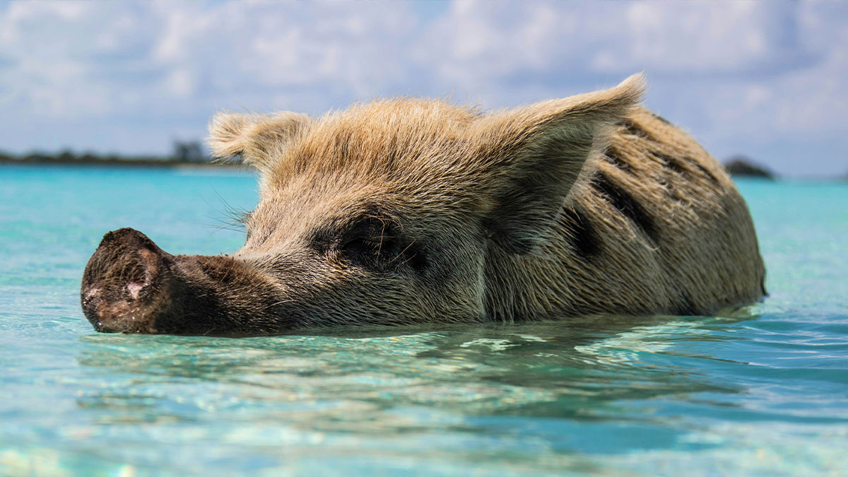 People Wish They Could’ve Avoided These 31 Activities That They Only Did Out Of FOMO