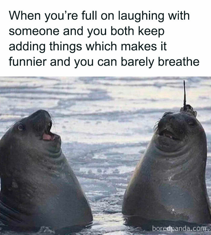 Two seals appear to laugh together in a funny meme about shared humor and laughter.