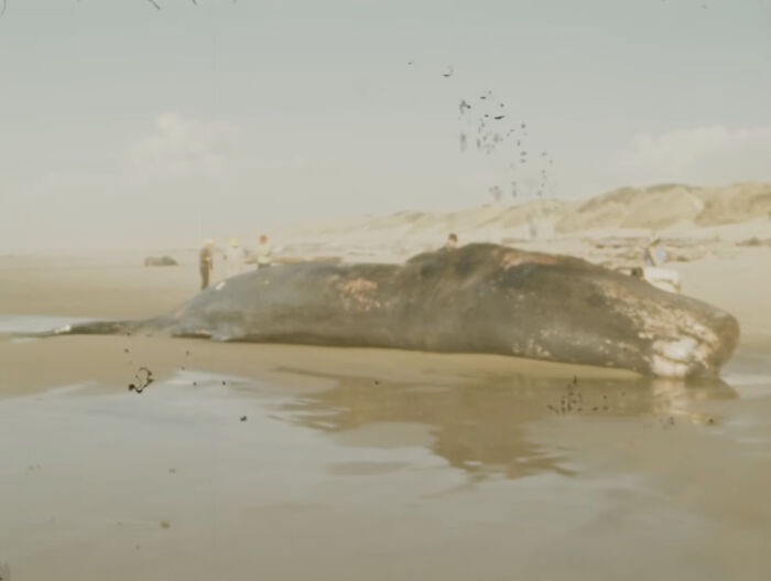 A beached whale on a sandy shore. Some people stand nearby, observing the scene.