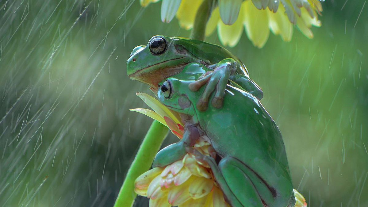 Magical Wildlife Photography By Ajar Setiadi (38 Pics)