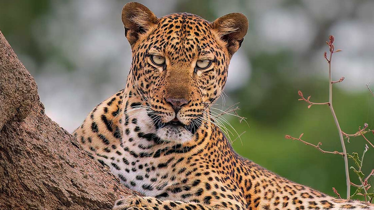 Wildlife Photography By Ignacio Yúfera: 30 Images Of Animals In The Wild