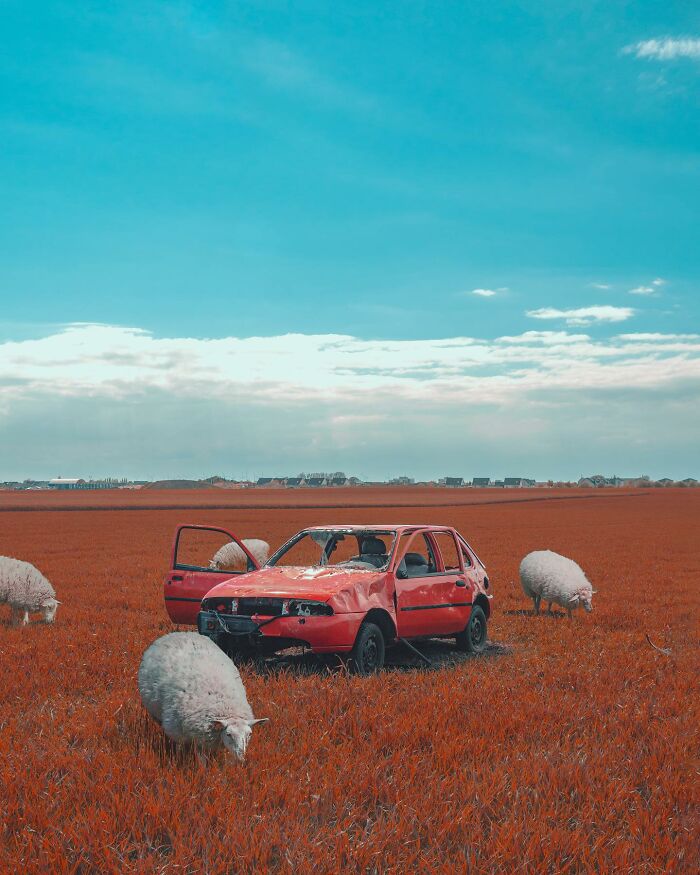 Surreal photo manipulation of a red car in a red field with sheep grazing under a bright blue sky.