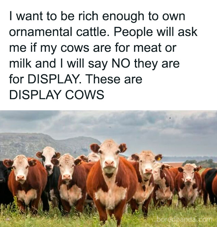 Sarcastic meme about wanting ornamental cattle for display, featuring a group of cows standing in a field.