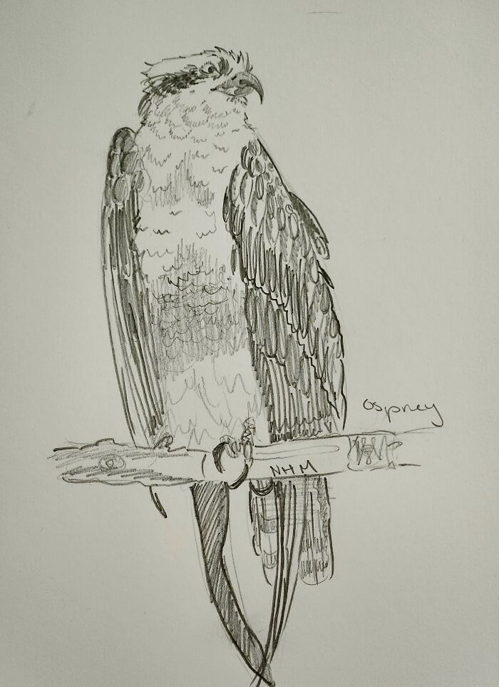 Here's My Bird Portrait Collection That I Drew (12 Pics)