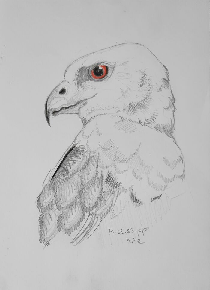 Here's My Bird Portrait Collection That I Drew (12 Pics)