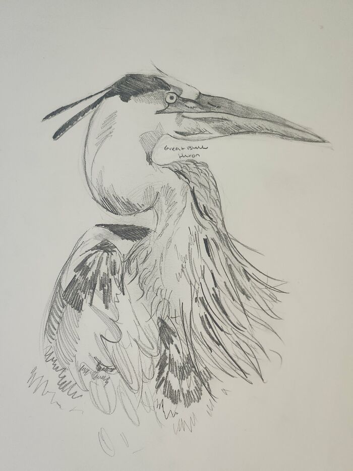 Here's My Bird Portrait Collection That I Drew (12 Pics)