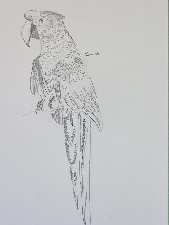 Here's My Bird Portrait Collection That I Drew (12 Pics)