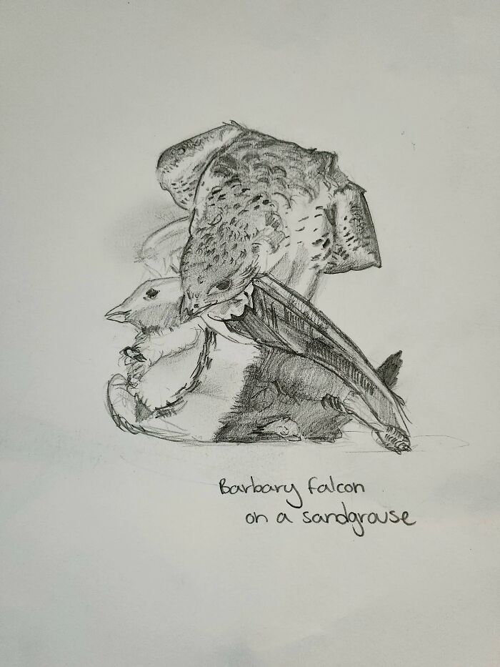 Here's My Bird Portrait Collection That I Drew (12 Pics)