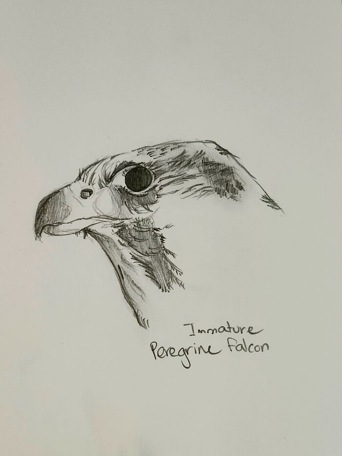 Here's My Bird Portrait Collection That I Drew (12 Pics)