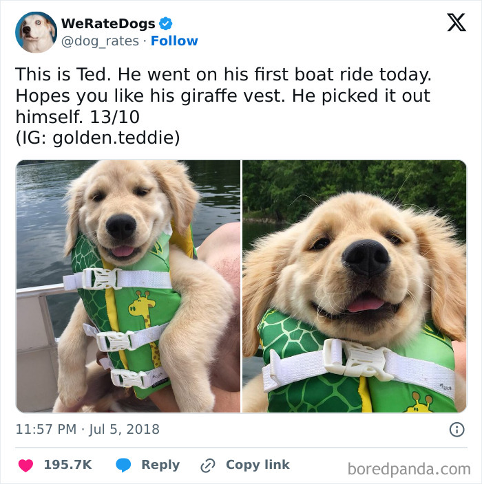 Adorable golden retriever puppy wearing a giraffe vest on a boat, showing smiles and cuteness from adorable animals.