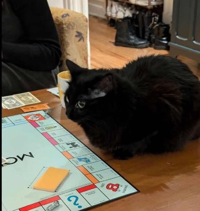 Black cat sitting on a table next to a Monopoly board game in a cozy indoor setting, cute animal pics for entertainment.