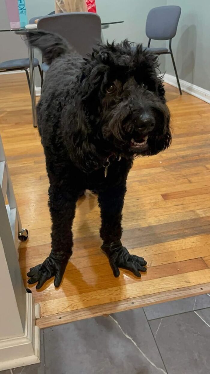 Black dog standing on hardwood floor wearing black gloves on its front paws in an animal pics that may warm your heart setting