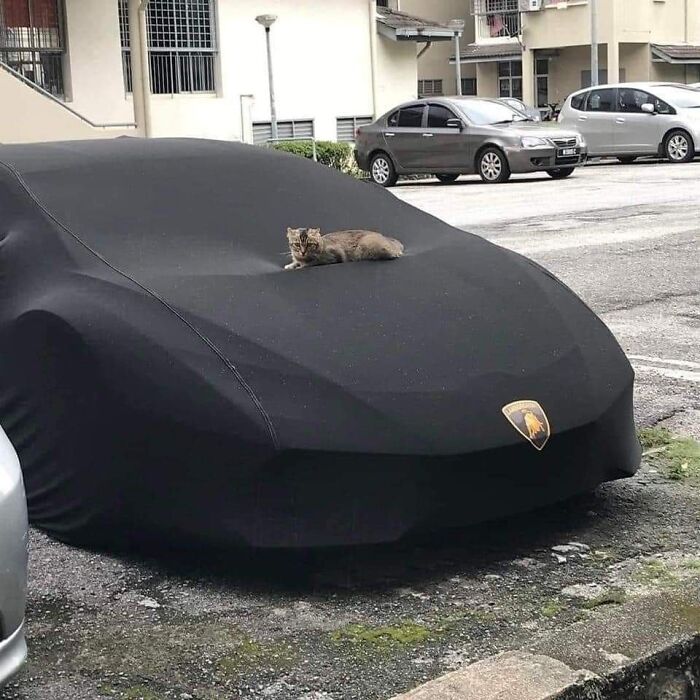 Cat lying on a covered car hood in an outdoor parking lot, a funny and heartwarming animal pic.