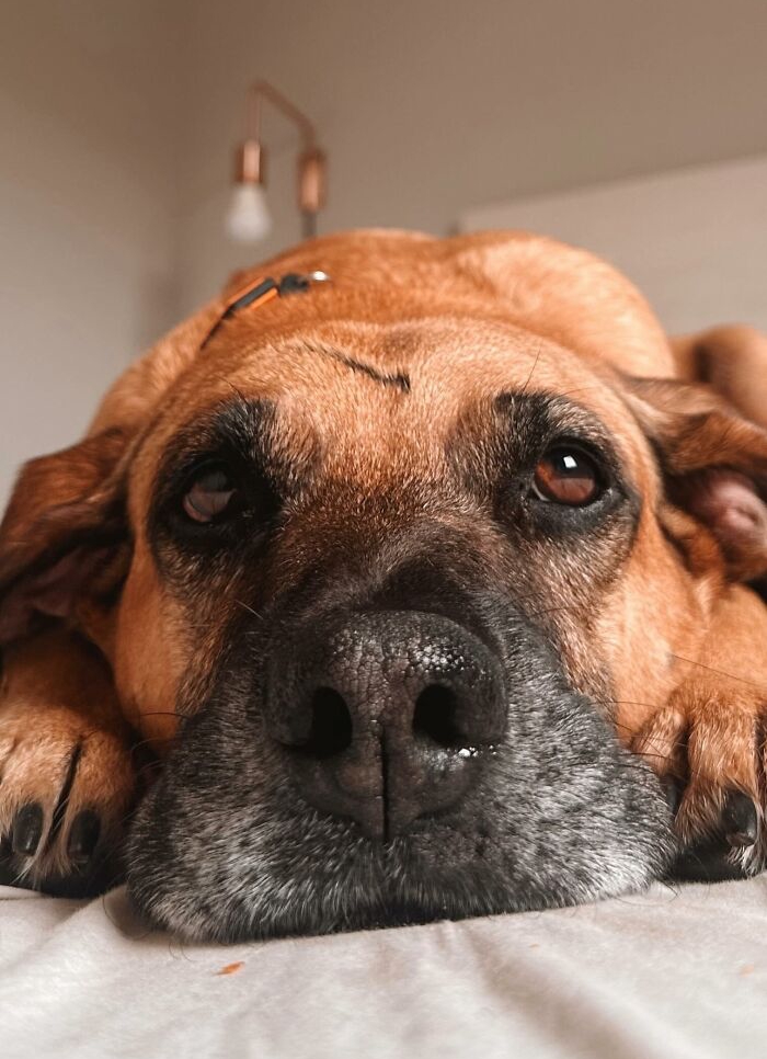 Close-up of a dog lying down, highlighting the remarkable story of Matuê, the gas station hero saving hundreds of dogs. Close-up of a dog lying down, highlighting the remarkable story of Matuê, the gas station hero saving hundreds of dogs.