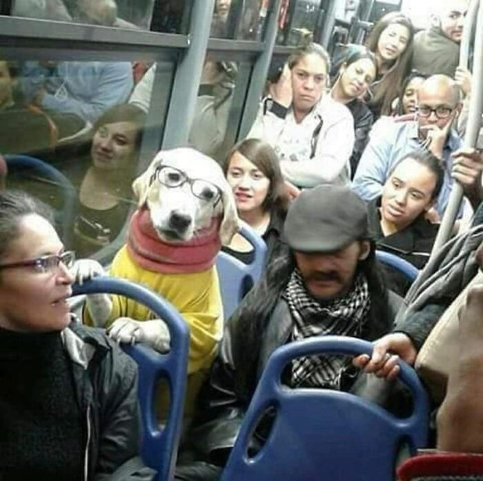 Dog wearing glasses and a scarf sitting among passengers on a crowded bus in a funny animal pics moment.