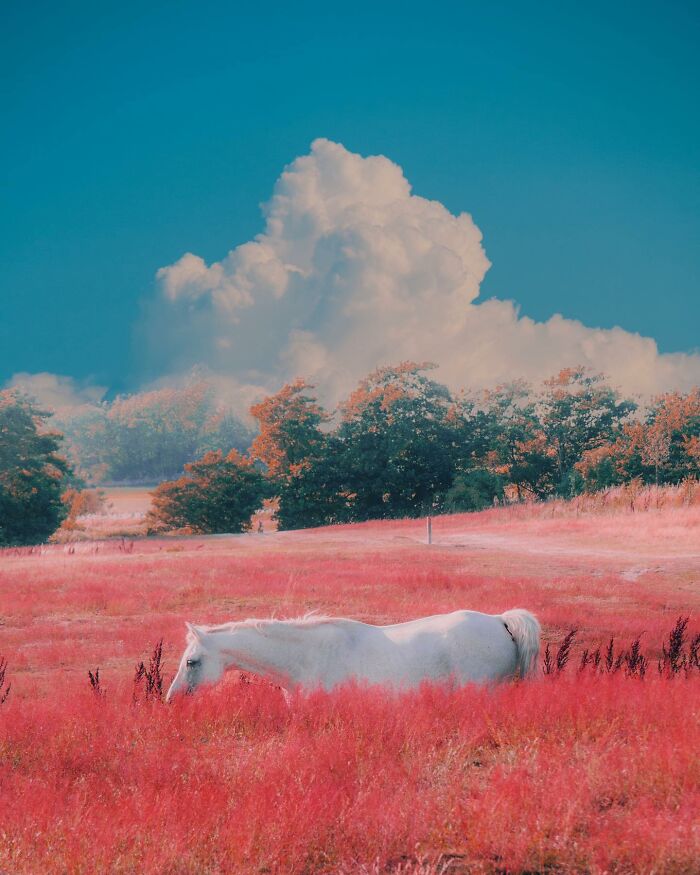 White horse grazing in a surreal, colorful field with creative photo manipulations and dreamy cloudscape background.