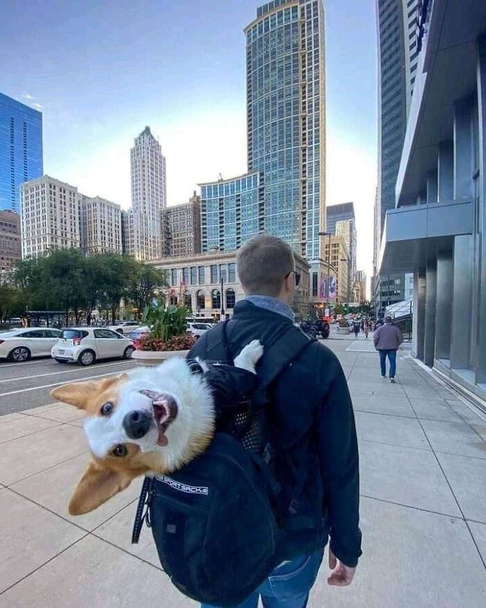 Happy dog peeking out of backpack as owner walks through city street in animal pics that warm your heart.