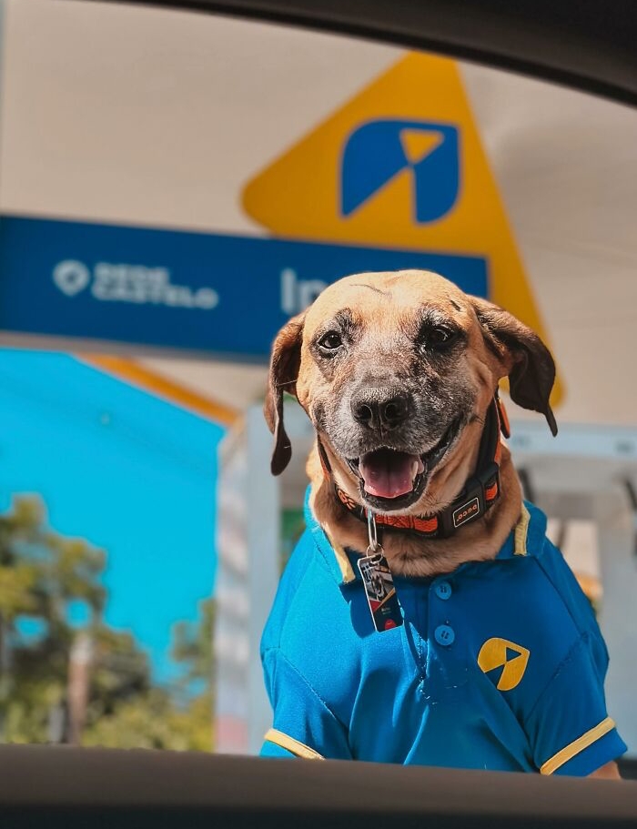 Dog wearing a blue gas station uniform at a fuel pump, embodying the story of Matuê saving hundreds of dogs. Dog wearing a blue gas station uniform at a fuel pump, embodying the story of Matuê saving hundreds of dogs.