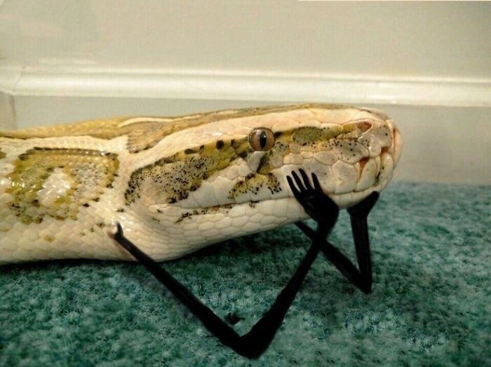 Python snake lying on carpet with tiny black arms holding its face, a funny animal pic that may warm your heart and make you laugh.