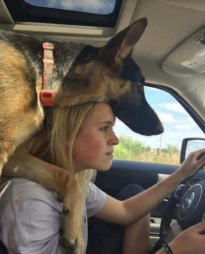 German Shepherd resting its head on a woman's driving shoulder, showing a heartwarming and funny animal moment inside a car.