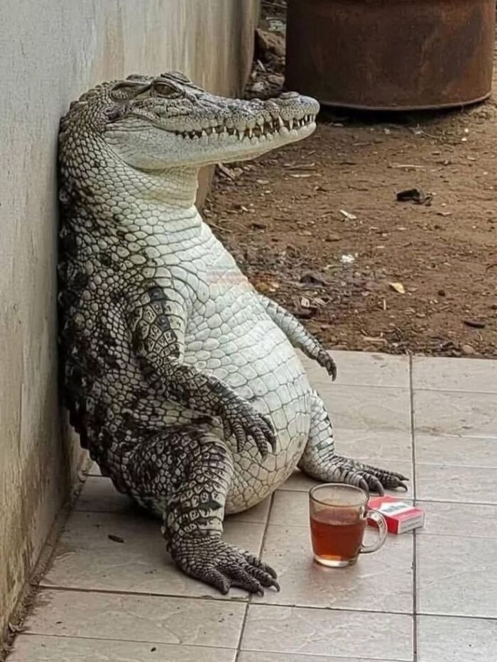 Crocodile sitting against a wall with a relaxed pose next to a cup of tea and a cigarette pack in animal pics collection.
