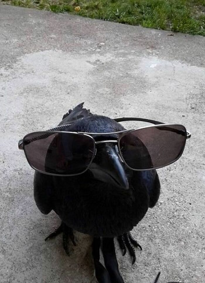 Black bird wearing sunglasses on a concrete ground, a funny animal pic that may warm your heart and make you laugh.