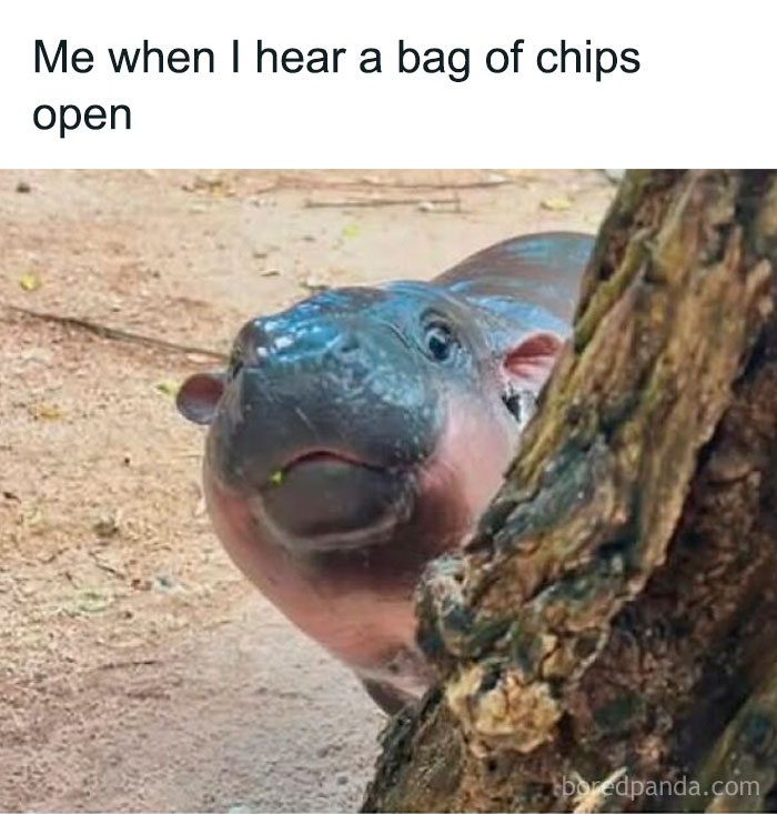 A curious baby hippo peeking from behind a tree with caption about hearing a bag of chips, funny sarcastic meme.