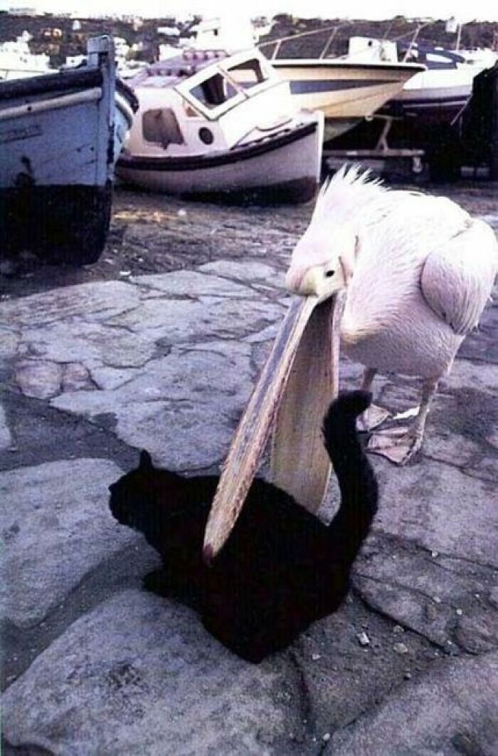 Pelican gently resting its beak on a black cat on a stone pier near boats in a heartwarming animal pics moment.