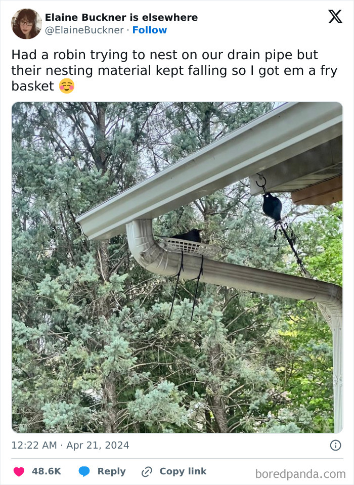 Robin nesting in a fry basket attached to a drain pipe surrounded by trees, showcasing adorable animals bringing instant smiles