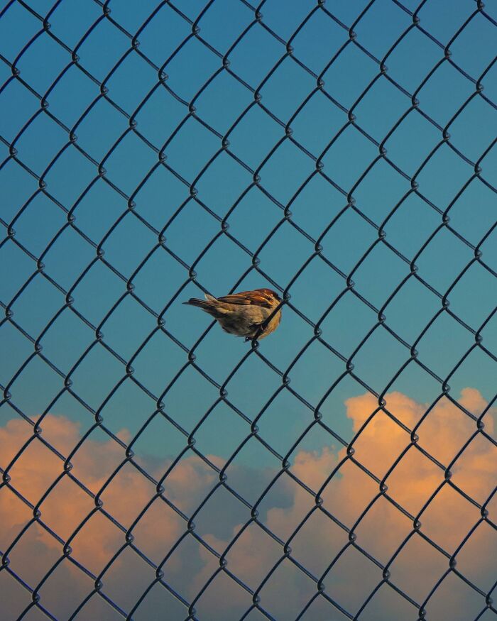 Small bird appearing trapped in chain-link fence, showcasing creative photo manipulation with surreal reality effects.