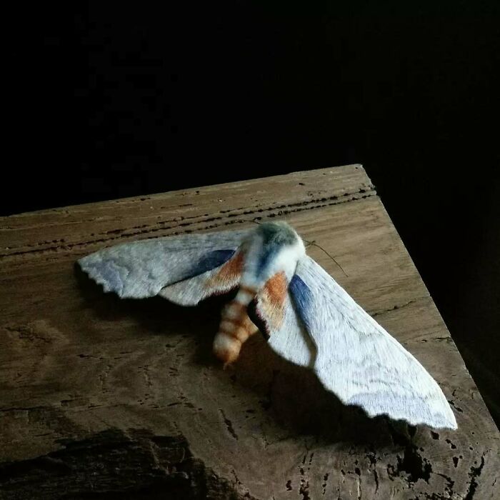 Embroidered fiber moth with detailed stitching and soft colors resting on a wooden surface in natural light.