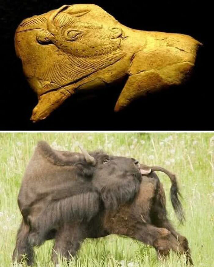 Ancient carved bison artifact compared with live bison in a grassy field showcasing archaeology and architecture insights.