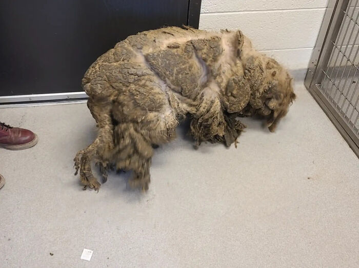 Neglected poodle covered in thick mats and dirt lying on a floor inside an animal shelter room. Neglected poodle covered in thick mats and dirt lying on a floor inside an animal shelter room.