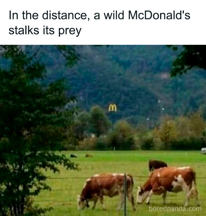 Cows grazing in a field with a distant McDonald's sign, showcasing a sarcastic meme concept.