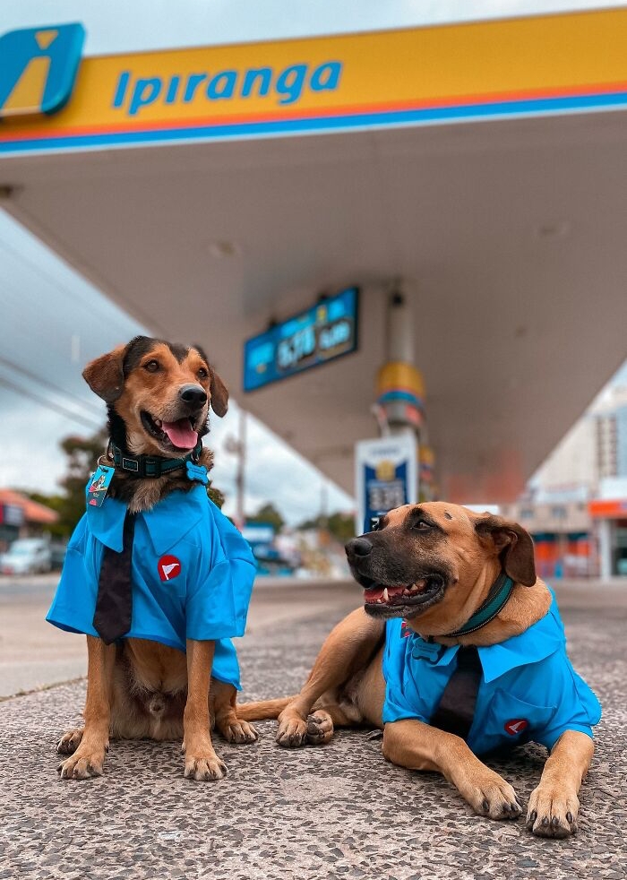Two dogs dressed in gas station uniforms at a gas station, symbolizing the gas station hero saving hundreds of dogs. Two dogs dressed in gas station uniforms at a gas station, symbolizing the gas station hero saving hundreds of dogs.
